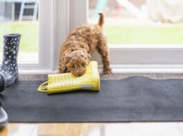 Puppy proofing your house can help to save shoes, drapes, and other important items.