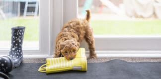 Puppy proofing your house can help to save shoes, drapes, and other important items.