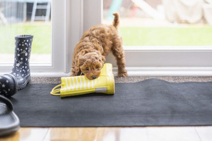 Puppy proofing your house can help to save shoes, drapes, and other important items.