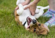 Why do dogs like belly rubs? A combination of emotion and instinct.