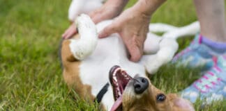 Why do dogs like belly rubs? A combination of emotion and instinct.