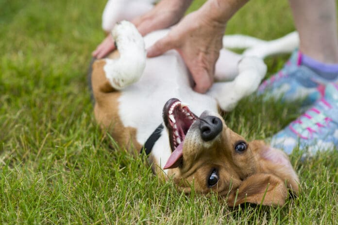 Why do dogs like belly rubs? A combination of emotion and instinct.