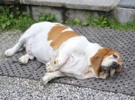 Weight management dog food, along with exercise can help dogs lose weight.