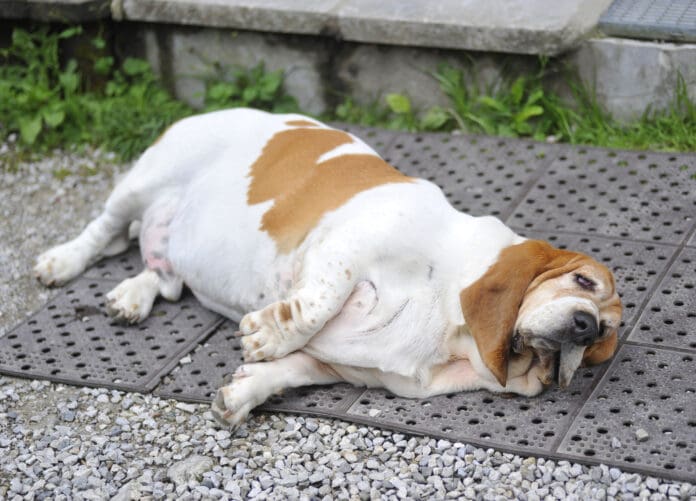 Weight management dog food, along with exercise can help dogs lose weight.