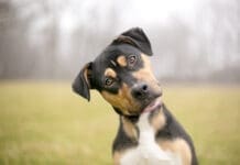 Teaching a dog their name is one of the most important cues.