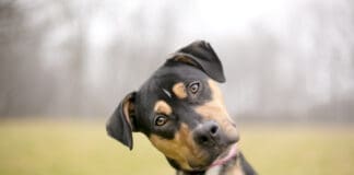 Teaching a dog their name is one of the most important cues.