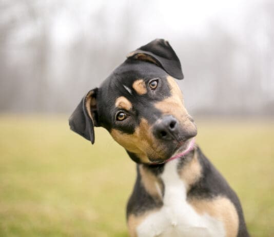 How To Teach A Dog Her Name Teaching a dog their name is one of the most important cues.