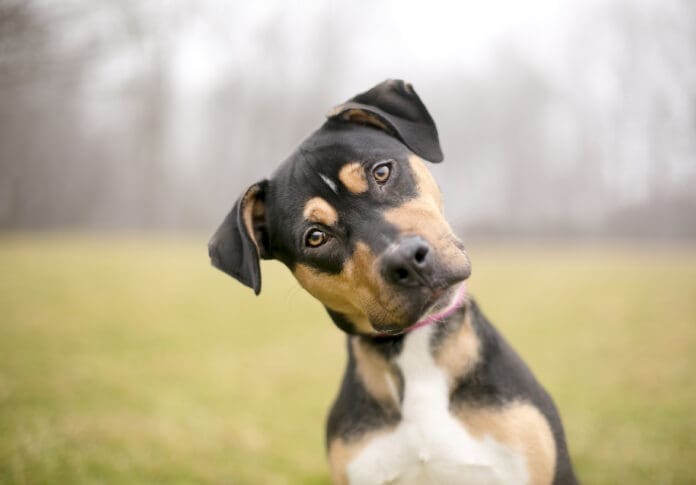 Teaching a dog their name is one of the most important cues.