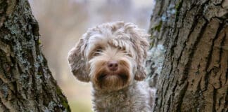 Getting sap out of dog fur can prevent matting and other ailments.