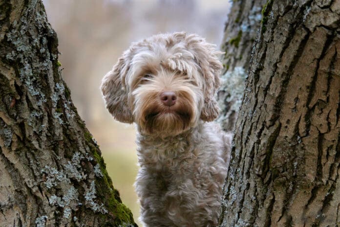 Getting sap out of dog fur can prevent matting and other ailments.