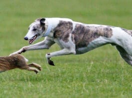 Eating wild prey is one of the ways that dogs get worms and other parasites.