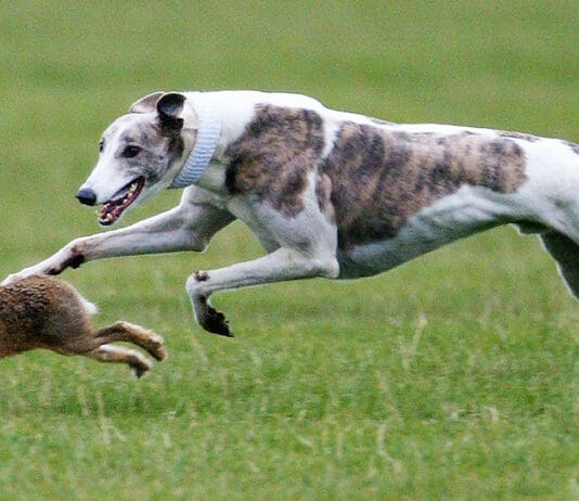 Eating wild prey is one of the ways that dogs get worms and other parasites.