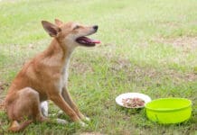 Dogs with sensitive stomachs may become ill after eating food that irritates their digestive tract.