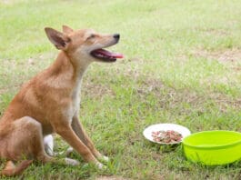 Dogs with sensitive stomachs may become ill after eating food that irritates their digestive tract.