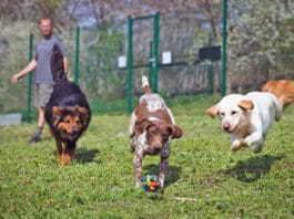 Treating kennel cough with doxycycline is not the best option.