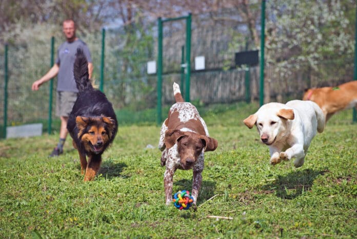 Treating kennel cough with doxycycline is not the best option.