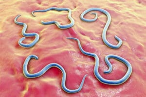 Roundworms are one of many parasites that ca infect a dogs digestive tract.