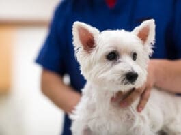 Regular veterinary exams are important for identifying HGE in dogs early.