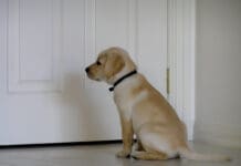 Learning how to recognize your puppies signs is part of house training a puppy.