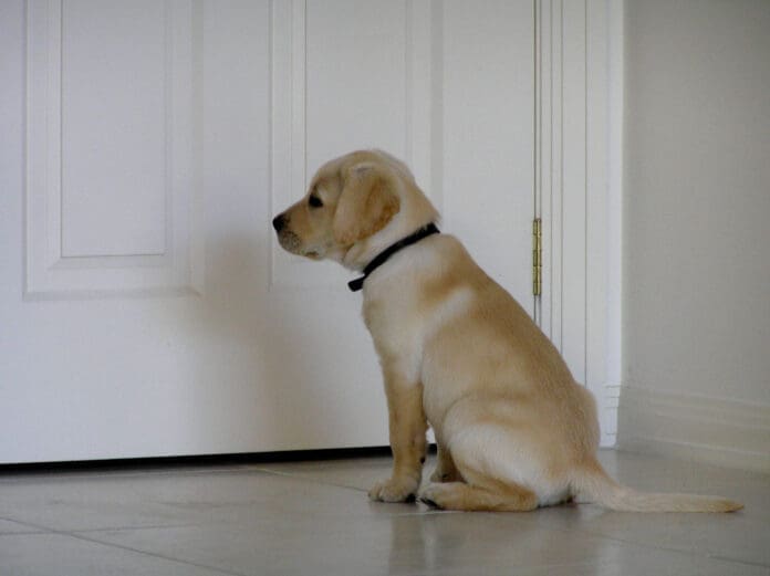 Learning how to recognize your puppies signs is part of house training a puppy.