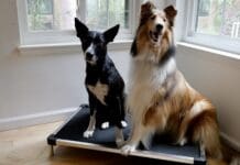 Indestructible dog beds don't really exist, but there are very tough dog beds available.