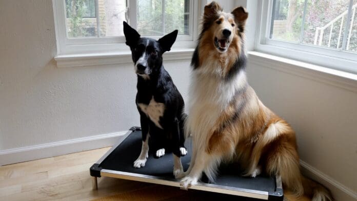 Indestructible dog beds don't really exist, but there are very tough dog beds available.