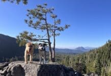 Two of Nancy Kern's dogs against a mountain top backdrop.