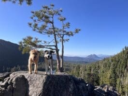 Two of Nancy Kern's dogs against a mountain top backdrop.