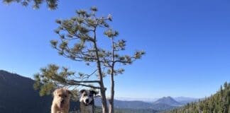 Two of Nancy Kern's dogs against a mountain top backdrop.