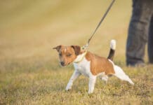 A Jack Russel terrier determinedly pulls on a leash.