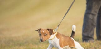 A Jack Russel terrier determinedly pulls on a leash.