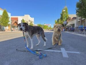 Dog's aren't allowed in foot race areas, but some may break the rules.