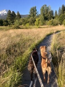 Two dog's enjoying a meadowland hike.