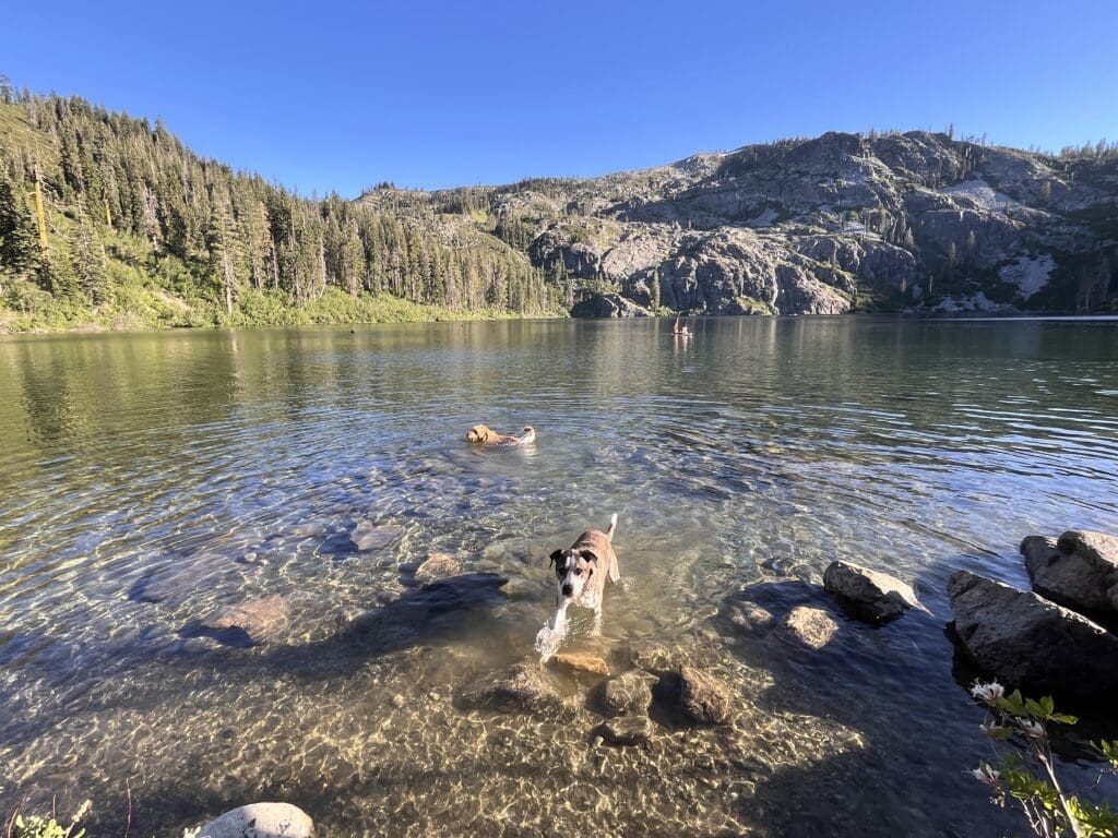 Nancy's dogs swimming in a mountain top lake during a evacuation/vacation.