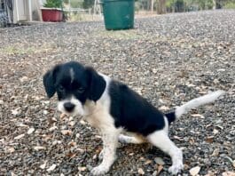 A young but house-trained puppy.