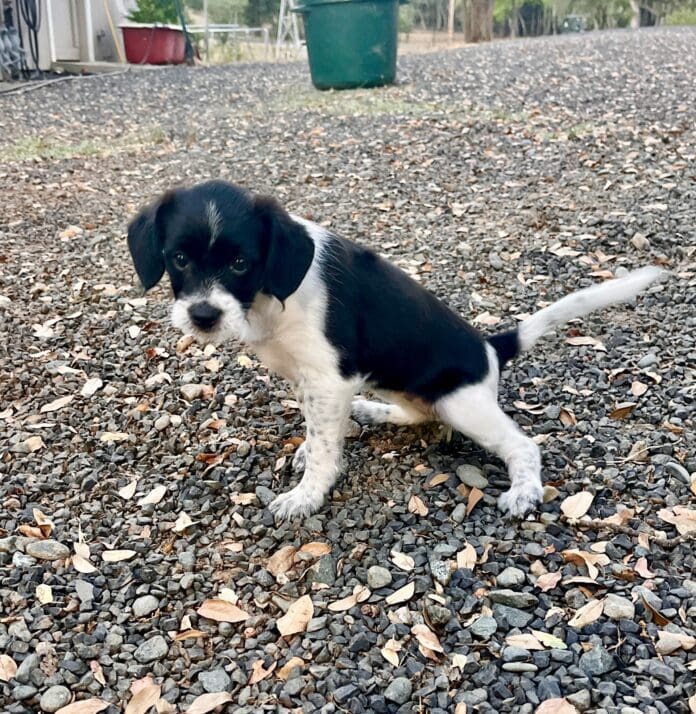 A young but house-trained puppy.