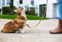 How quickly do dogs learn? That depends on a variety of factors, but dog training is not a one and done thing.