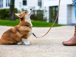 How quickly do dogs learn? That depends on a variety of factors, but dog training is not a one and done thing.