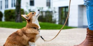 How quickly do dogs learn? That depends on a variety of factors, but dog training is not a one and done thing.