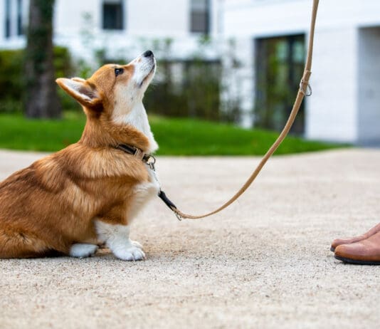 How quickly do dogs learn? That depends on a variety of factors, but dog training is not a one and done thing.