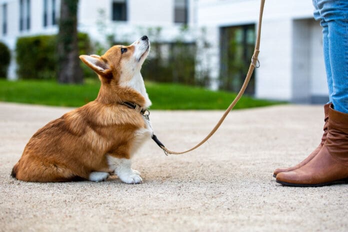 How quickly do dogs learn? That depends on a variety of factors, but dog training is not a one and done thing.