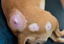 It can be difficult to discern a minor dog cyst vs tumors that are a