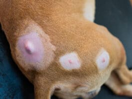 It can be difficult to discern a minor dog cyst vs tumors that are a