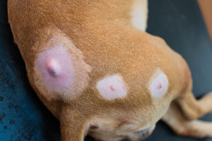 It can be difficult to discern a minor dog cyst vs tumors that are a