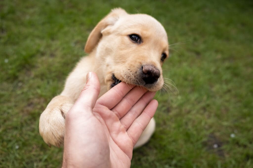 A dog gently nipping is different from a dog whose biting is motivated by aggression.