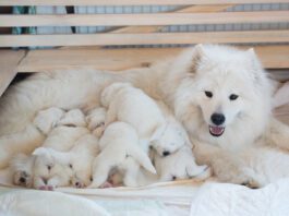 The main cause of puppy bad breath is their diet of mother's milk.