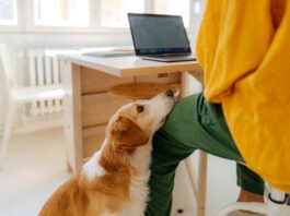Knowing how to entertain your dog at home whether you're working or on a rainy is an important life skill.
