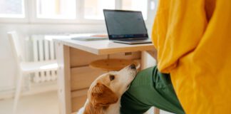 Knowing how to entertain your dog at home whether you're working or on a rainy is an important life skill.