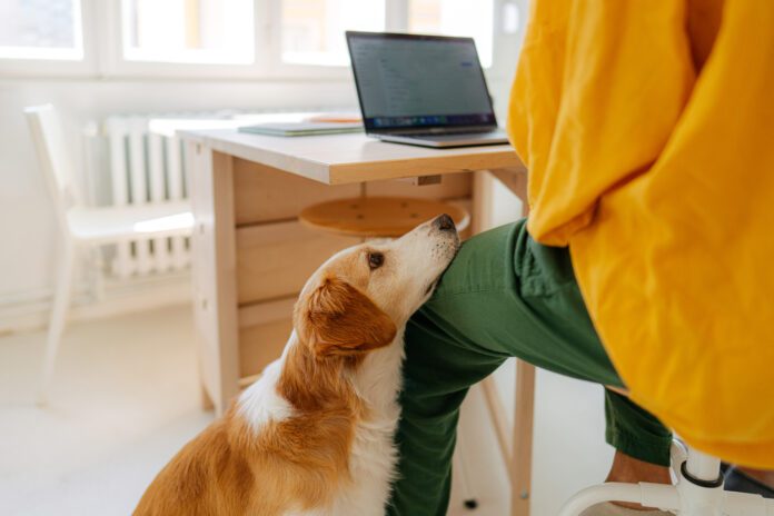 Knowing how to entertain your dog at home whether you're working or on a rainy is an important life skill.