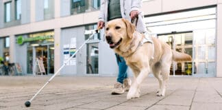 Service dogs come in many different types and can help with multiple conditions.